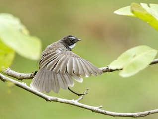 Fantails are small insectivorous birds of Australasia, Southeast Asia and the Indian subcontinent belonging to the genus Rhipidura in the family Rhipiduridae.
