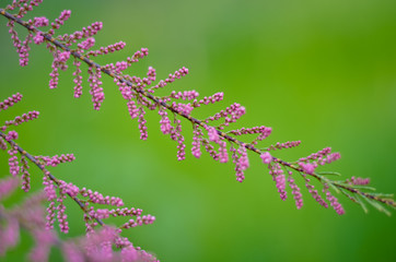 tamarisk branch in bloom (tamarisk, salt cedar) close up in spring. Selectiv focus. 