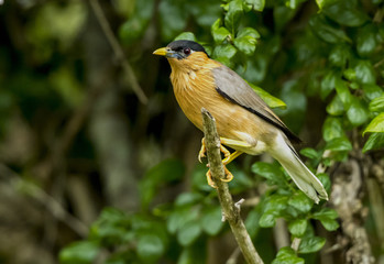 Brahminy Starling bird on green background