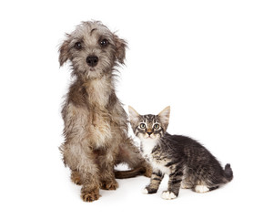dirty; messy; homeless; rescue; adopt; adoption; save; scared; l