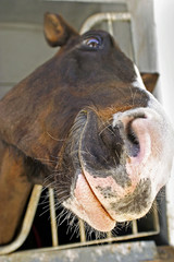 Horse smiling