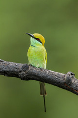 Little Green Bee-eater in green background
