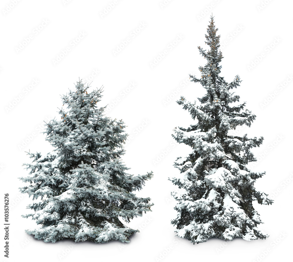 Canvas Prints Fir-trees with snow, isolated on white