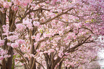 Cherry Blossom Flowers at Springtime