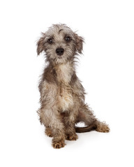 Shaggy Messy Dirty Rescue Puppy