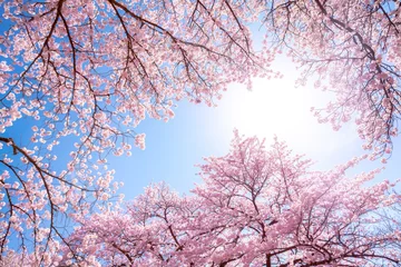Crédence de cuisine en verre imprimé Fleur de cerisier Cerisiers roses au printemps en arrière-plan contre un ciel bleu