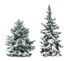 Fir-trees with snow, isolated on white