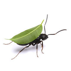 Small ant carrying green leaf, isolated on white.