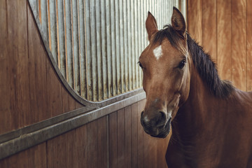 Portrait of an alert curious brown horse in a stable.