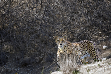Cheetah