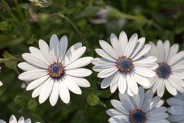 Fototapeta premium Michaelmas Daisy flowers