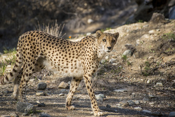 Cheetah