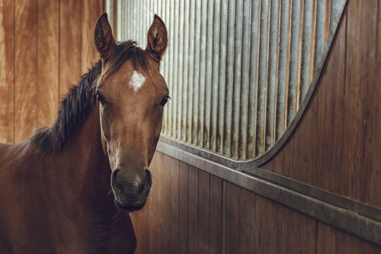 10,200+ Horse Front View Stock Photos, Pictures & Royalty-Free Images -  iStock