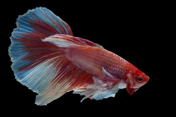 Fototapeta premium betta