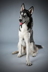 Young Husky sitting on grey background