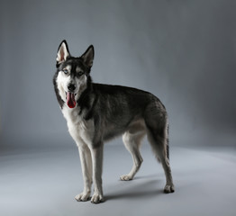 Young Husky on grey background
