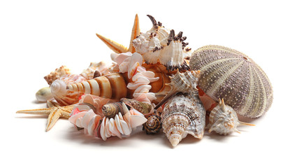 Sea shells isolated on white