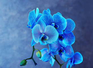 Obraz na płótnie Canvas Beautiful blue orchid flower on grey background