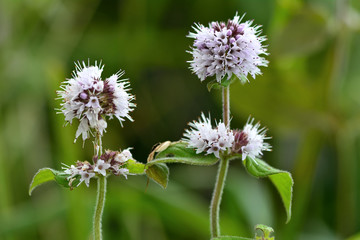 Water mint (Mentha aquatica). A plant of wet conditions with pale purple flowers in the Lamiaceae family
