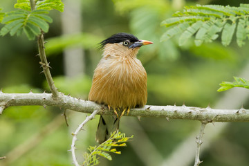 Brahminy Starling bird on green background