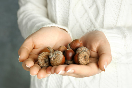 Pile of acorns in woman hands, closeup