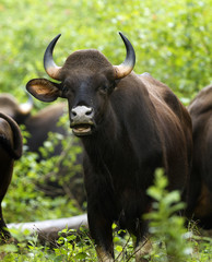 The gaur, also called Indian bison, is the largest extant bovine, native to South Asia and Southeast Asia.