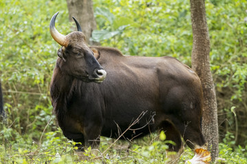 The gaur, also called Indian bison, is the largest extant bovine, native to South Asia and Southeast Asia.