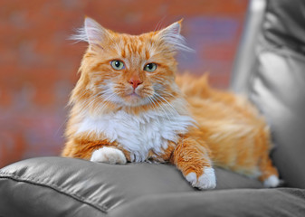 Fluffy red cat lying on a sofa