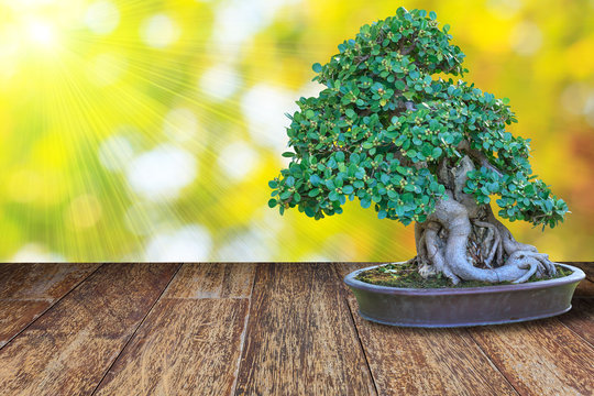 bonsai tree in a ceramic pot on a wooden floor and blurred bokeh