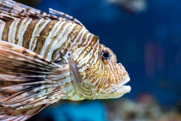 Obraz premium colorful sea fish in the aquarium