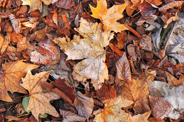 Pile of different dry leaves underfoot