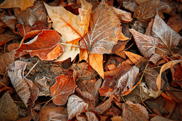 Frozen leaves close up. Natural background