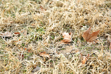 Frozen grass, close up. Natural background