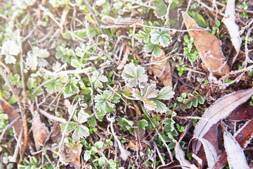 Frozen grass, close up. Natural background
