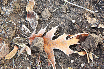 Frozen leaf close up. Natural background