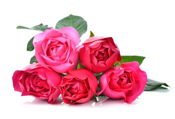 Pink Rose on white background