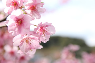 河津桜