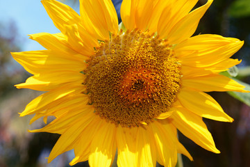 Naklejka premium Sunflower