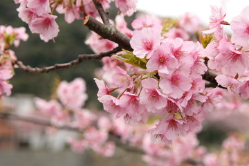 Obraz premium 河津桜