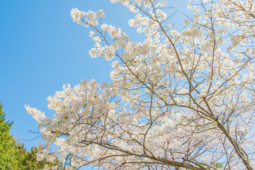 見頃の桜