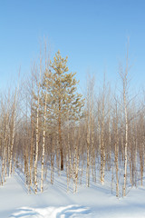 Frosty winter morning