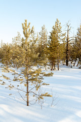 Frosty winter morning