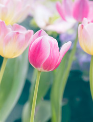Pink tulip flower in garden