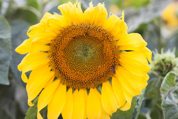 Fototapeta premium Beautiful sunflower with natural background