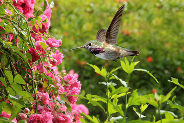 Hummingbird over green summer background