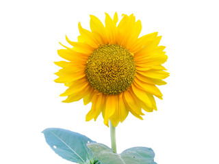 Obraz premium Sunflower on the isolated white background