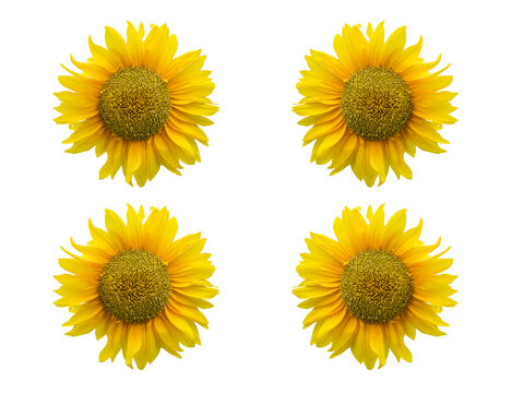 Sunflower on the isolated white background