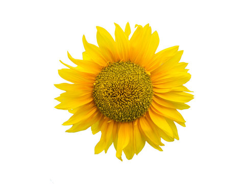 Sunflower on the isolated white background