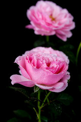 beautiful pink rose with water drop on black