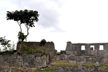 Árvore em Machu Picchu